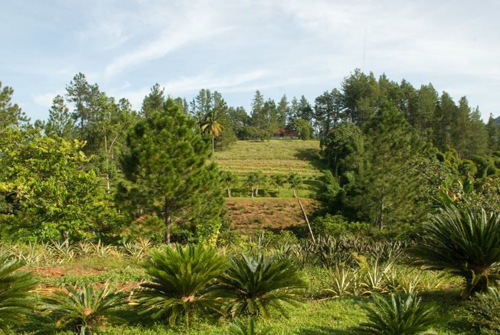 The Croydon Plantation